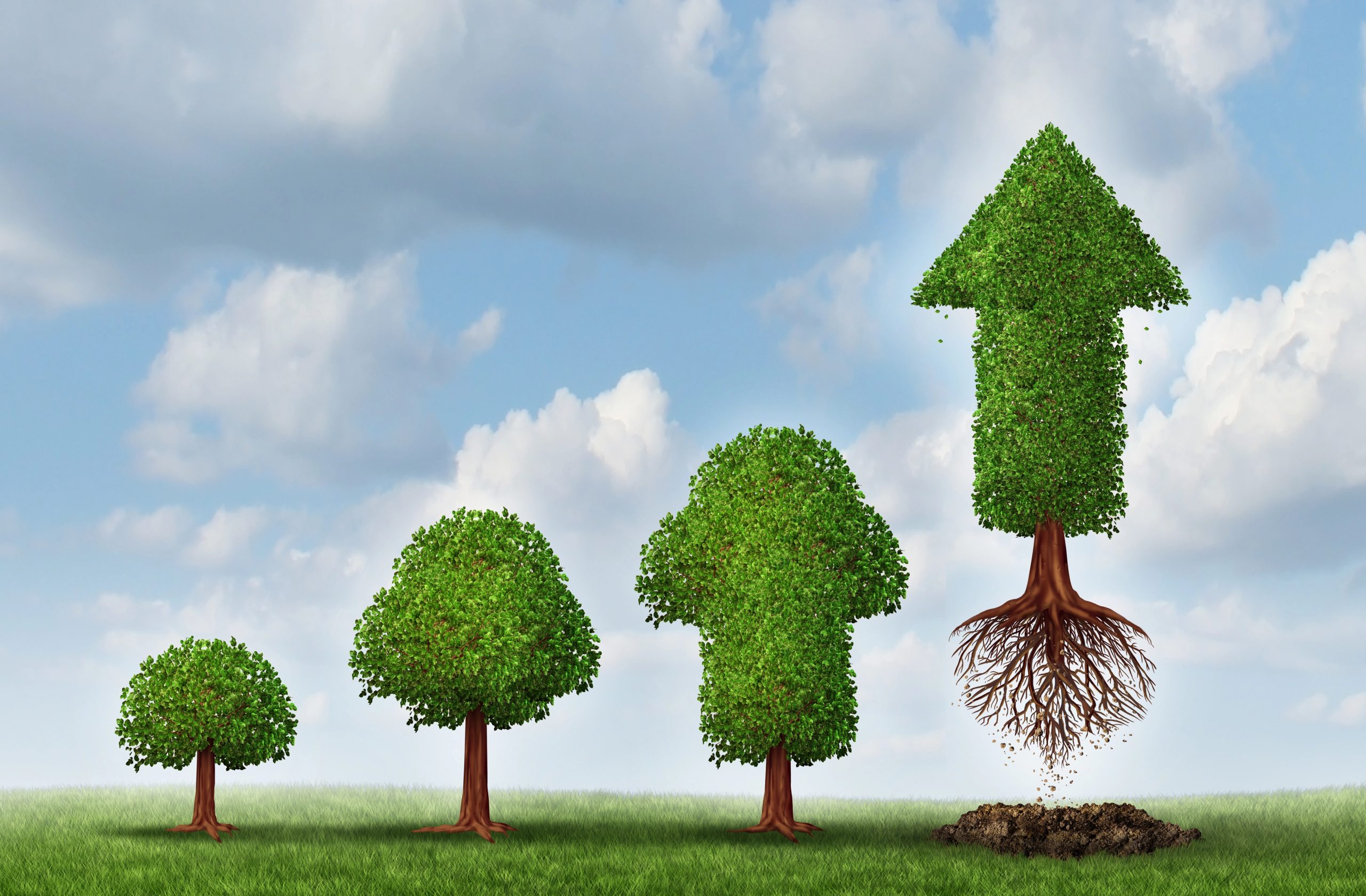 Tree Care GBP Optimization