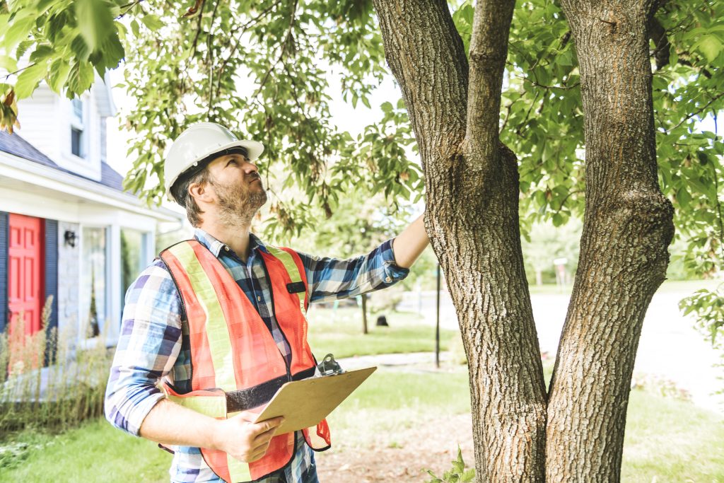 tree care maintenance plans