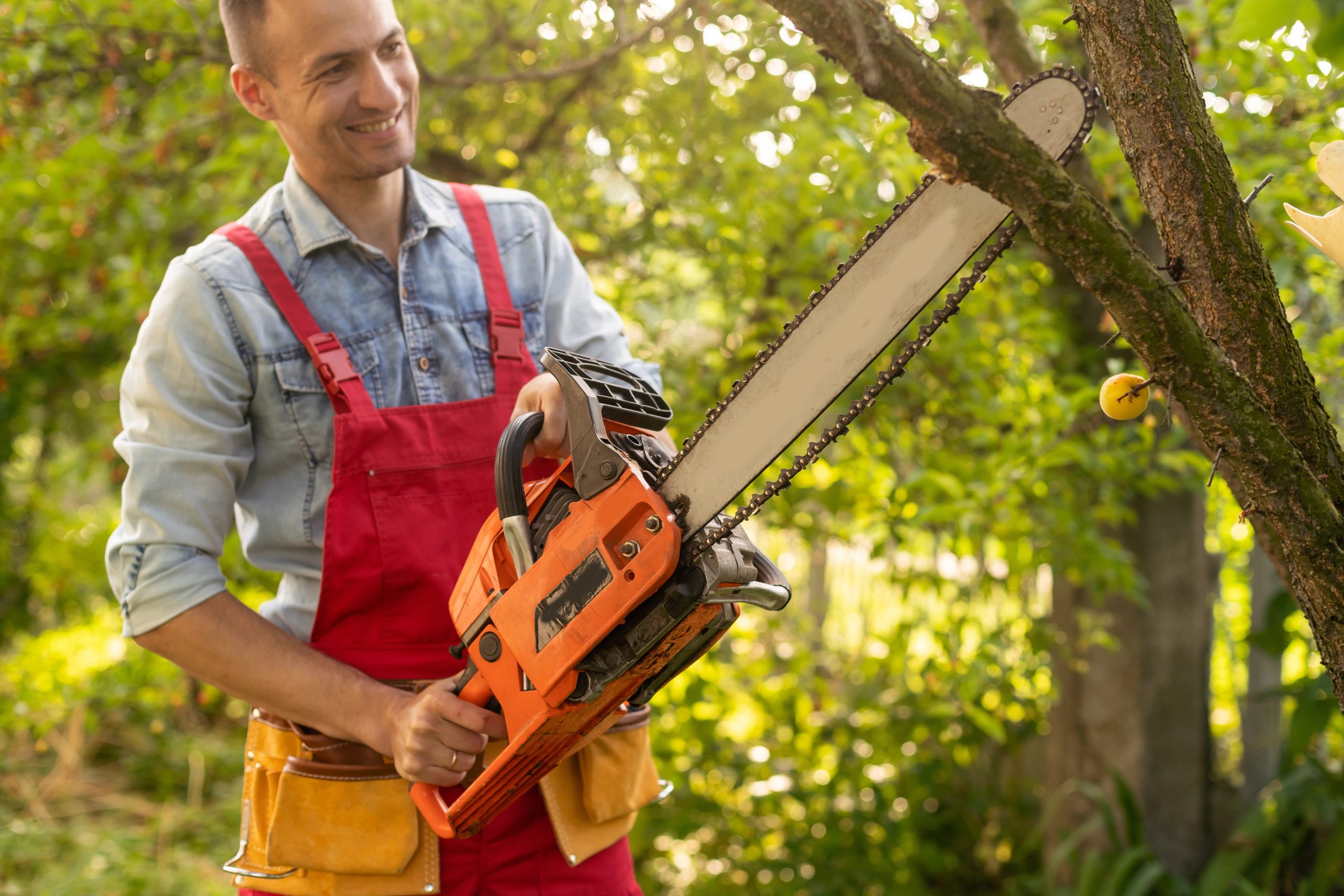 tree care maintenance plans